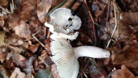 Russula violeipes