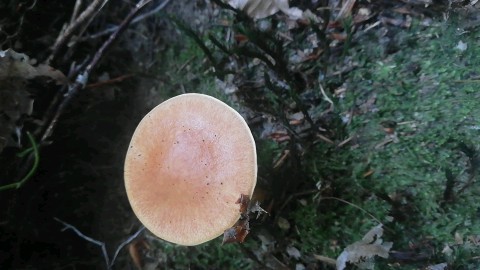 Suillus grevillei