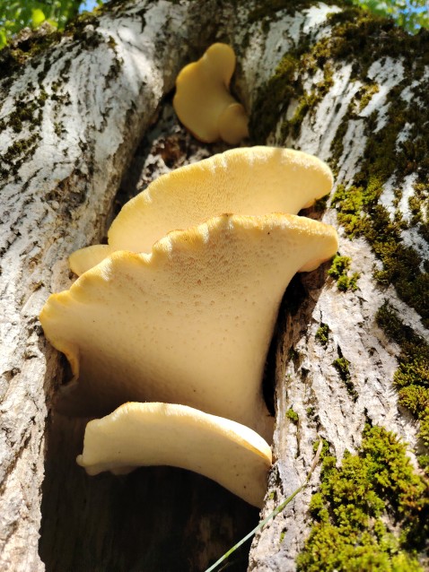 Pholiota squarrosa