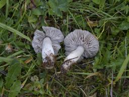Dermoloma bellerianum