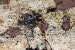 Hypoxylon fraxinophilum