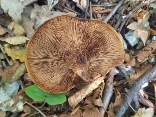 Paxillus rubicundulus