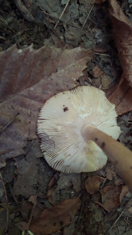 Amanita fulva