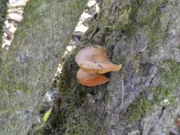 Flammulina elastica