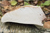 Fomitopsis betulina