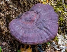 Ganoderma carnosum