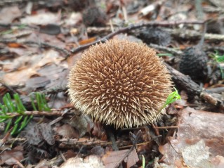 Lycoperdon echinatum