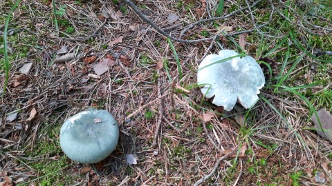 Russula virescens