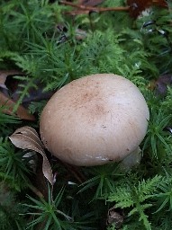 Pholiota lenta