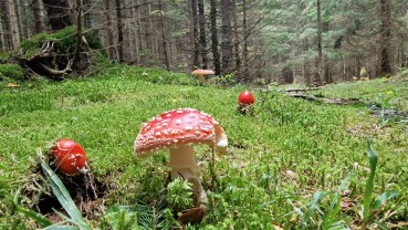 Amanita muscaria