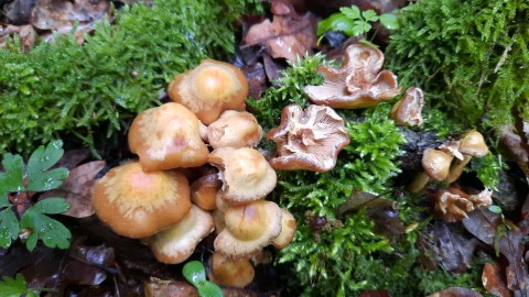 Kuehneromyces mutabilis