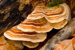 Trametes ochracea