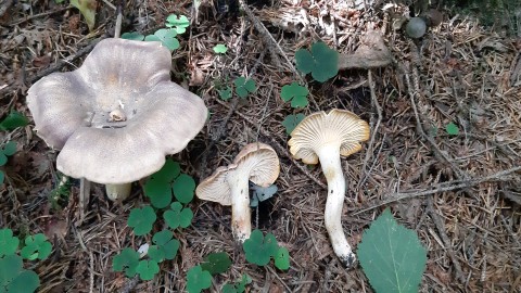 Cantharellus amethysteus