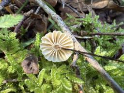 Marasmius rotula