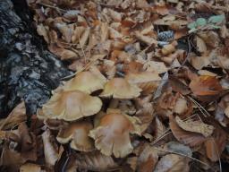 Pholiota pinicola