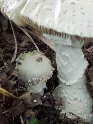 Amanita echinocephala