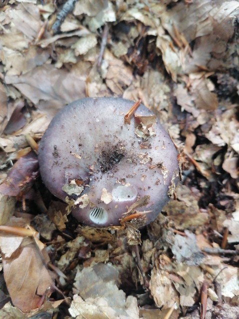 Russula cyanoxantha