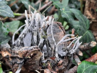 Xylaria hypoxylon