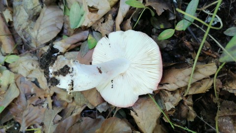 Russula grata