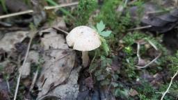 Inocybe tenebrosa