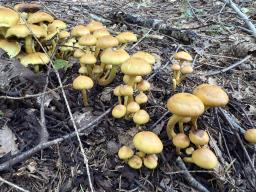 Hypholoma fasciculare