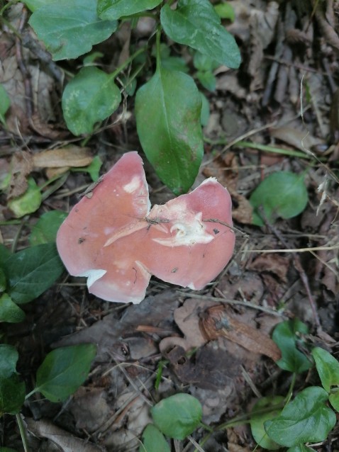 Russula vesca