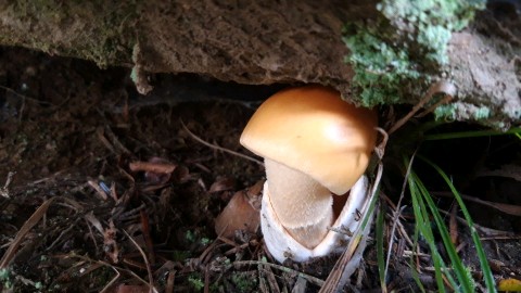 Amanita crocea