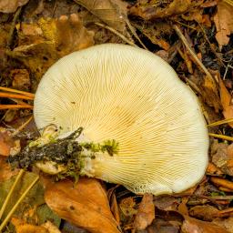 Hohenbuehelia petalodes