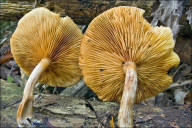 Gymnopilus penetrans