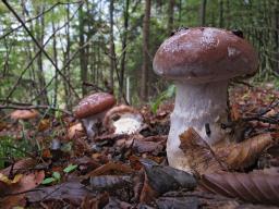 Cortinarius praestans