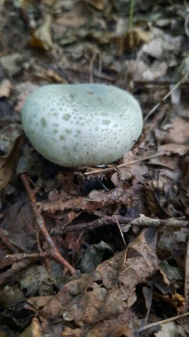 Russula virescens