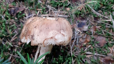 Russula foetens