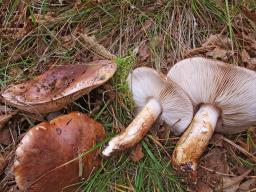 Tricholoma fracticum