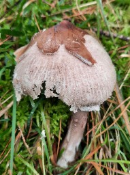 Macrolepiota mastoidea