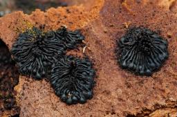 Calosphaeria pulchella