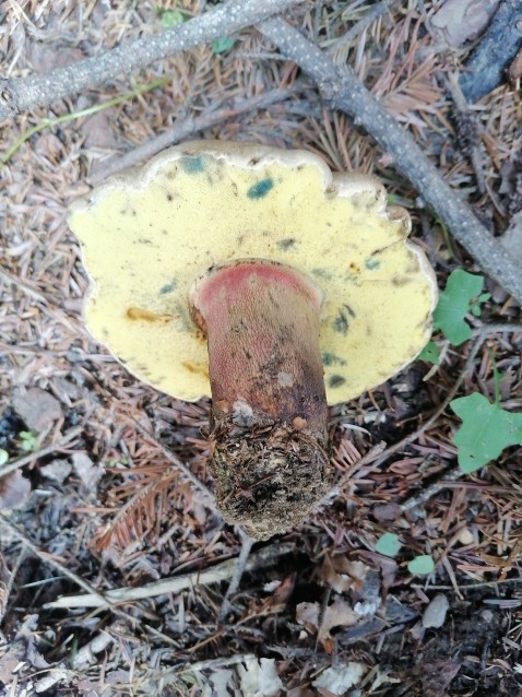 Caloboletus calopus