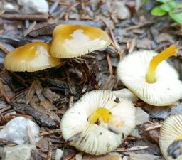 Pluteus vellingae