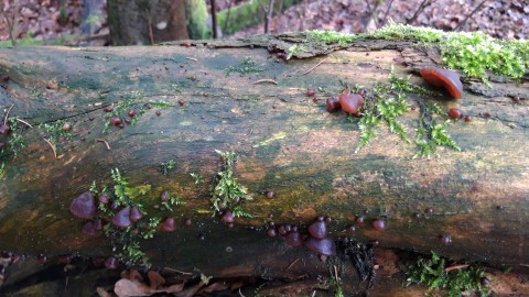 Auricularia auricula-judae