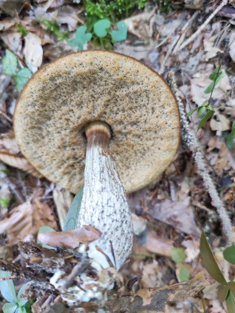 Leccinellum pseudoscabrum