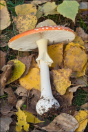 Amanita muscaria