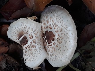 Lepiota cristata