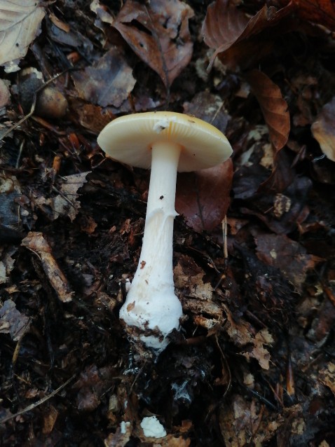 Amanita gemmata