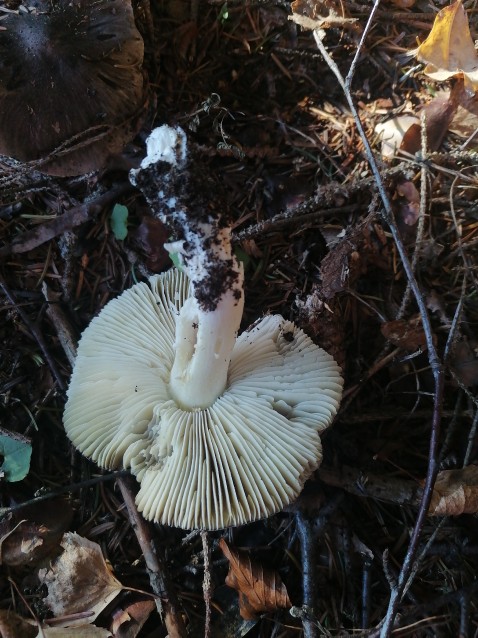 Tricholoma terreum