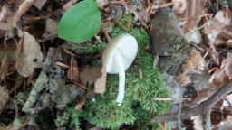 Hydropodia subalpina