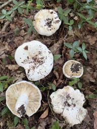 Lactifluus bertillonii
