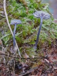 Mycena pseudocorticola