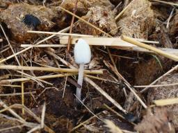 Coprinopsis nivea