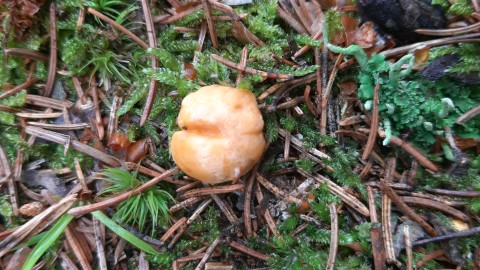 Cantharellus cibarius