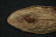 Puccinia valantiae