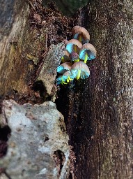 Mycena renati